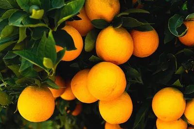Обои на рабочий стол Апельсиновое дерево с плодами, обои для рабочего стола,  скачать обои, обои бесплатно