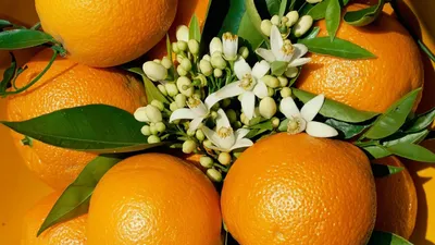 Апельсины обои для рабочего стола, картинки, фото, 1920x1080.