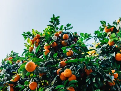 Апельсины на дереве: обои, фото, картинки на рабочий стол в высоком  разрешении