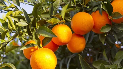 Обои апельсины, цитрусовые на рабочий стол