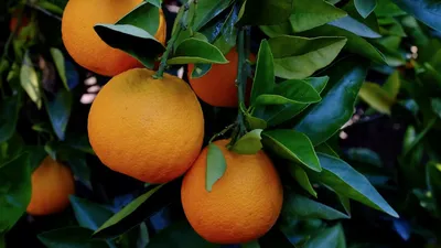 Обои апельсины, цитрусы, листья, ветка, макро картинки на рабочий стол,  фото скачать бесплатно