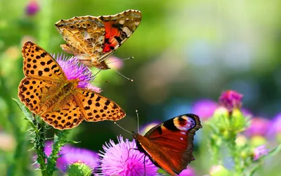 Цветы как бабочки, а бабочки - цветы... | Фотосайт СуперСнимки.Ру