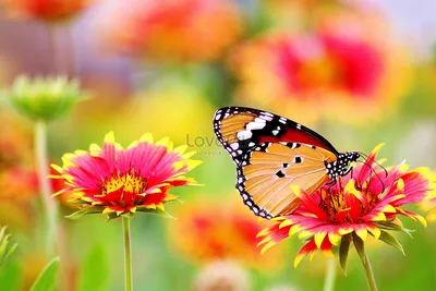 бабочки и цветы в саду стоковое изображение. изображение насчитывающей  бабочка - 216471767