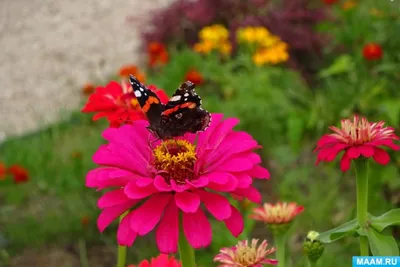 Бабочки-цветы | Стихи,проза и детское творчество | Дзен