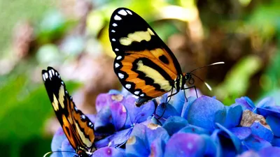Фотозарисовка «Эти летающие цветы — бабочки…» (24 фото). Воспитателям  детских садов, школьным учителям и педагогам - Маам.ру