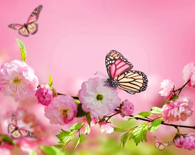 Цветы и бабочки рисунки - 81 фото