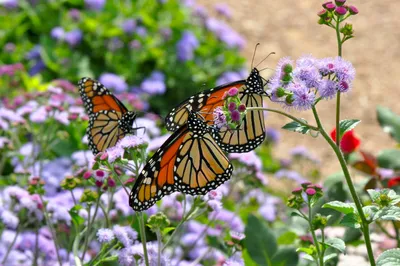 Бабочки+цветы+вода» — создано в Шедевруме