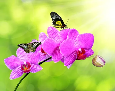 Цветы - это застывшие бабочки. | Пикабу