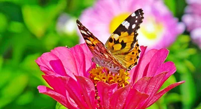 Картинки для декупажа бабочки и цветы (69 фото) » Картинки и статусы про  окружающий мир вокруг