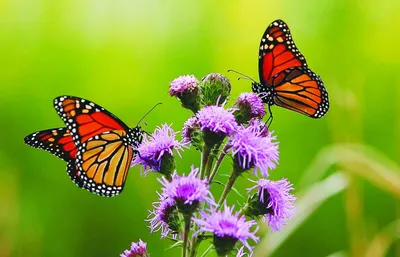 Красивые картинки с бабочками (40 фото) 🔥 Прикольные картинки и юмор