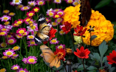 Натуральные Бабочки И Цветы — стоковые фотографии и другие картинки Бабочка  - Бабочка, Весна, Горизонтальный - iStock