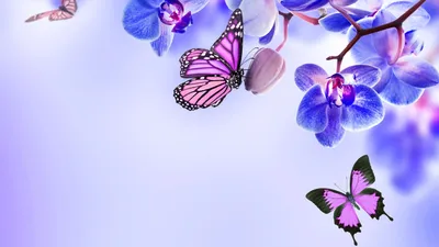 Бабочки - цветы!!! Авторские стихи. | Стихи Души - Олег Смирнов 0524. | Дзен
