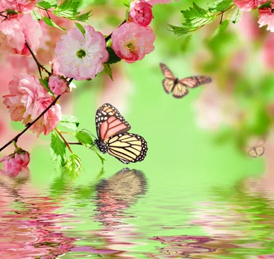 Бабочки в природе (55 фото) - 55 фото