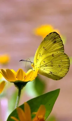 Птички, бабочки, цветы — GX5537 50х40 см / Купить картину по номерам Цветной