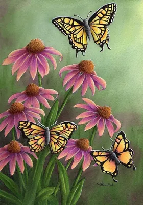 Красивые цветы и бабочки - красивые фото