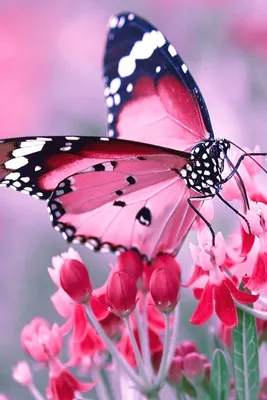 Обои Разноцветные бабочки на цветах » Скачать красивые HD обои (картинки)  на рабочий стол (экран) и на телефон бесплатно
