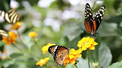 Бабочки Цветы Ошибка - Бесплатное фото на Pixabay - Pixabay
