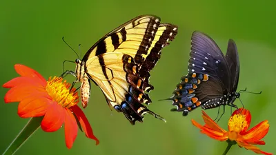 красочная оранжевая бабочка сидит на оранжевом цветке, бабочки цветы  картинки, бабочка, цветы фон картинки и Фото для бесплатной загрузки