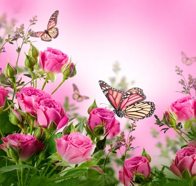 бабочки цветы бутоны фон, бабочка, Свежие цветы, бутон фон картинки и Фото  для бесплатной загрузки