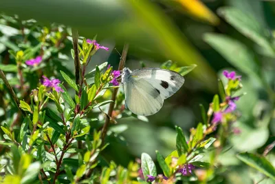 Бесплатное изображение: Бабочка, бабочки, цветы, листья