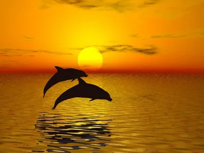 2 Прыгает дельфинов на закате Иллюстрация штока - иллюстрации насчитывающей  желтый, скакать: 188733760