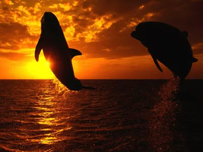 Обои на рабочий стол Два дельфина выпрыгнули из моря на фоне заката, обои  для рабочего стола, скачать обои, обои бесплатно