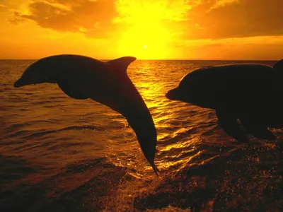 Дельфин в свете солнца на закате крупным планом | Премиум Фото