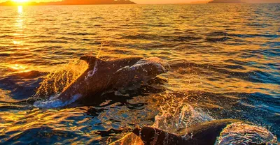 величественные дельфины скакали на закате Иллюстрация штока - иллюстрации  насчитывающей природа, сценарно: 276396400