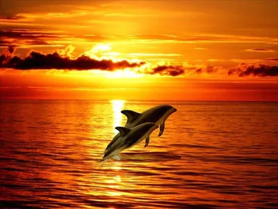 Пула: Национальный парк Бриуны, круиз с дельфинами и ужин | GetYourGuide