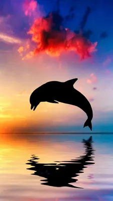 Дельфины в закате | Пикабу