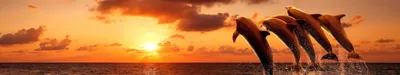 Картинки красивые море закат дельфины (69 фото) » Картинки и статусы про  окружающий мир вокруг