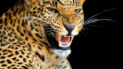 Скачать обои дикая кошка, леопард, хищник, рычание, раздел животные в  разрешении 1366x768 | Дикие животные, Животные, Хищник