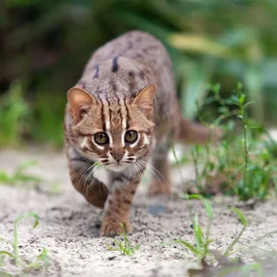 Котенок по имени Рекс. 10 фото диких животных со всего света | Правмир