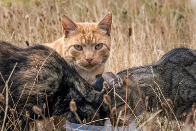 https://rosphoto.com/animal_photo/milye_nezhnye_i_laskovye_detenyshi_dikih_koshek_15_unikalnyh_foto_2022_g-8928