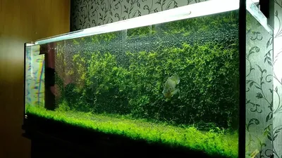 Задний фон аквариума из мха/Moss aquarium background | Аквариум, Фон,  Растения