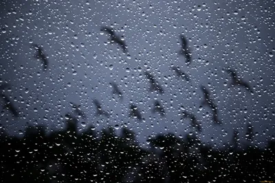 Скачать обои капли, чёрно-белое, дождь, стекло, капли дождя разрешение  1920x1080 #10841