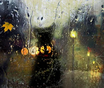 Дождь на стекле | Леопардовые обои, Пастельные фотографии, Абстрактные  картины маслом