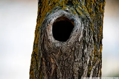 Если в стволе дупло: как помочь дереву | ВКонтакте