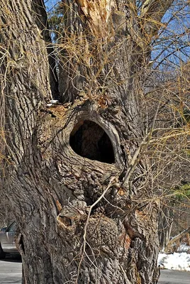 воробей сидит на стволе дерева возле дупла Стоковое Фото - изображение  насчитывающей естественно, мать: 221266398
