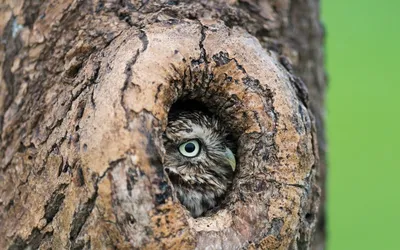 Дупло в дереве. Hollow in the tree. | Дерево