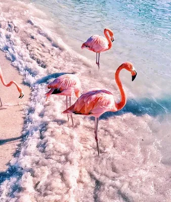 Заставка на телефон фламинго розовый море - фото и картинки abrakadabra.fun