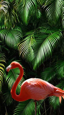 Flamingo wallpaper | Flamingo wallpaper, Flamingo pictures, Animal wallpaper