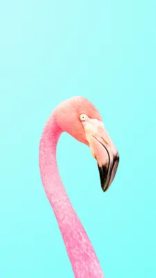 Flamingo wallpaper, Phone background patterns, Animal wallpaper