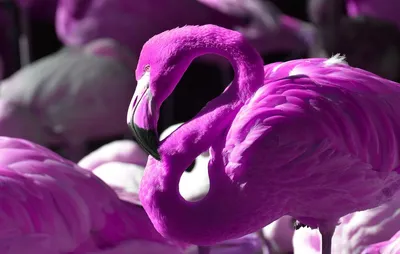 Фламинго 🦩 на заднюю крышку телефона | Instagram