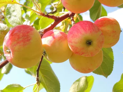 Яблоки «стекленеют» прямо на дереве: как спасать урожай - Росгрядка