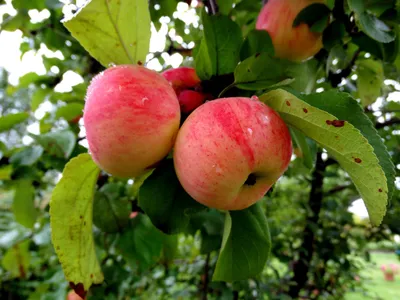 Органические яблоки на дереве Стоковое Изображение - изображение  насчитывающей струпья, сад: 101191339
