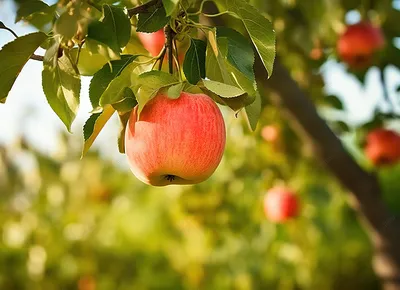 Рип-красные яблоки на дереве Стоковое Изображение - изображение  насчитывающей сад, сладостно: 158787343
