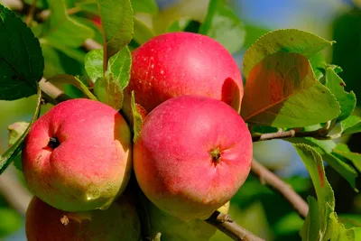 Красные Яблоки На Дереве. Green Apple Дерево Полный Красных Яблок. Красные  Яблоки На Яблоне Ветви Дерева В Саду Фотография, картинки, изображения и  сток-фотография без роялти. Image 37347165