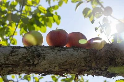 Зеленые красные яблоки на дереве летом Stock Photo | Adobe Stock