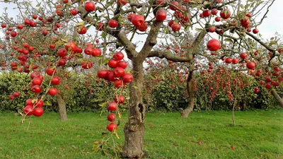 Красные яблоки на дереве в осеннем…» — создано в Шедевруме